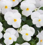 Viola - Floral Power White