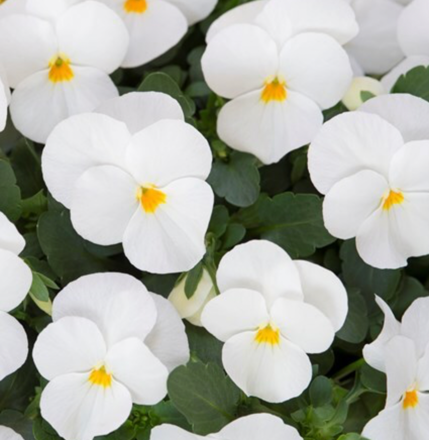 Viola - Floral Power White