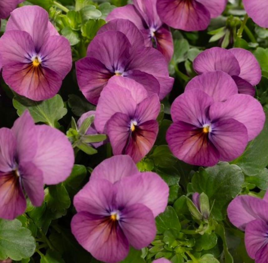 Viola - Floral Power Plum Antique