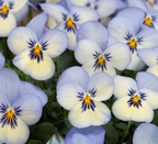 Viola - Floral Power Blue Picotee