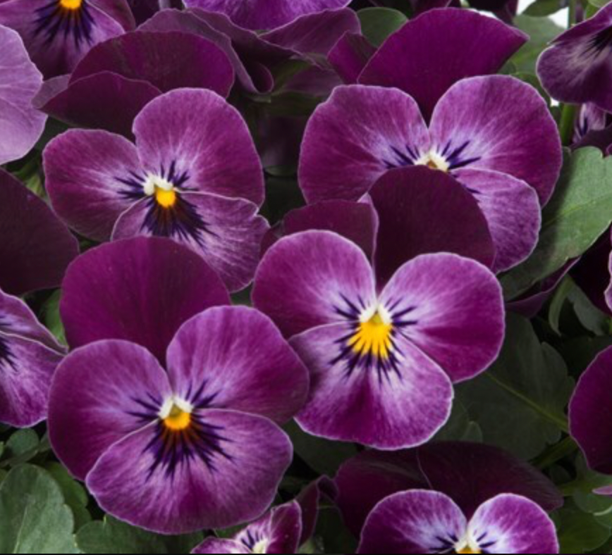 Viola - Floral Power Raspberry