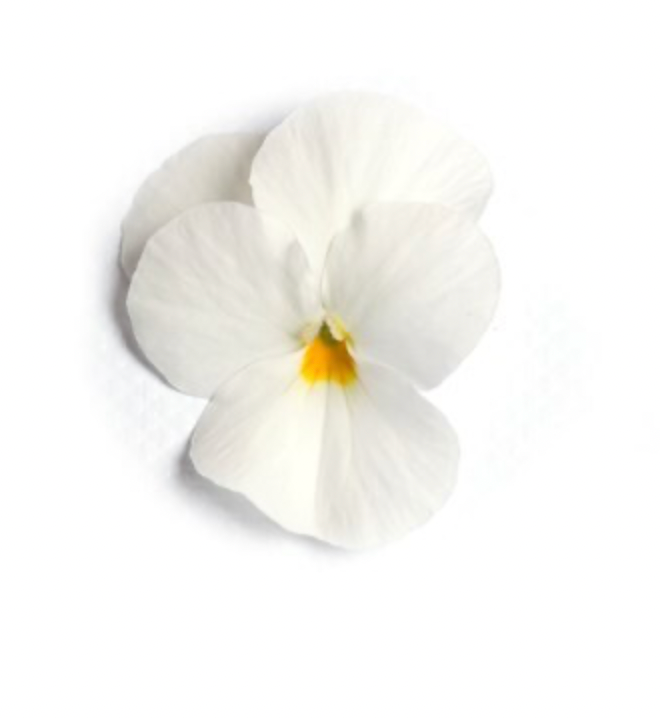 Viola - Floral Power White