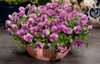 Viola - Floral Power Plum Antique