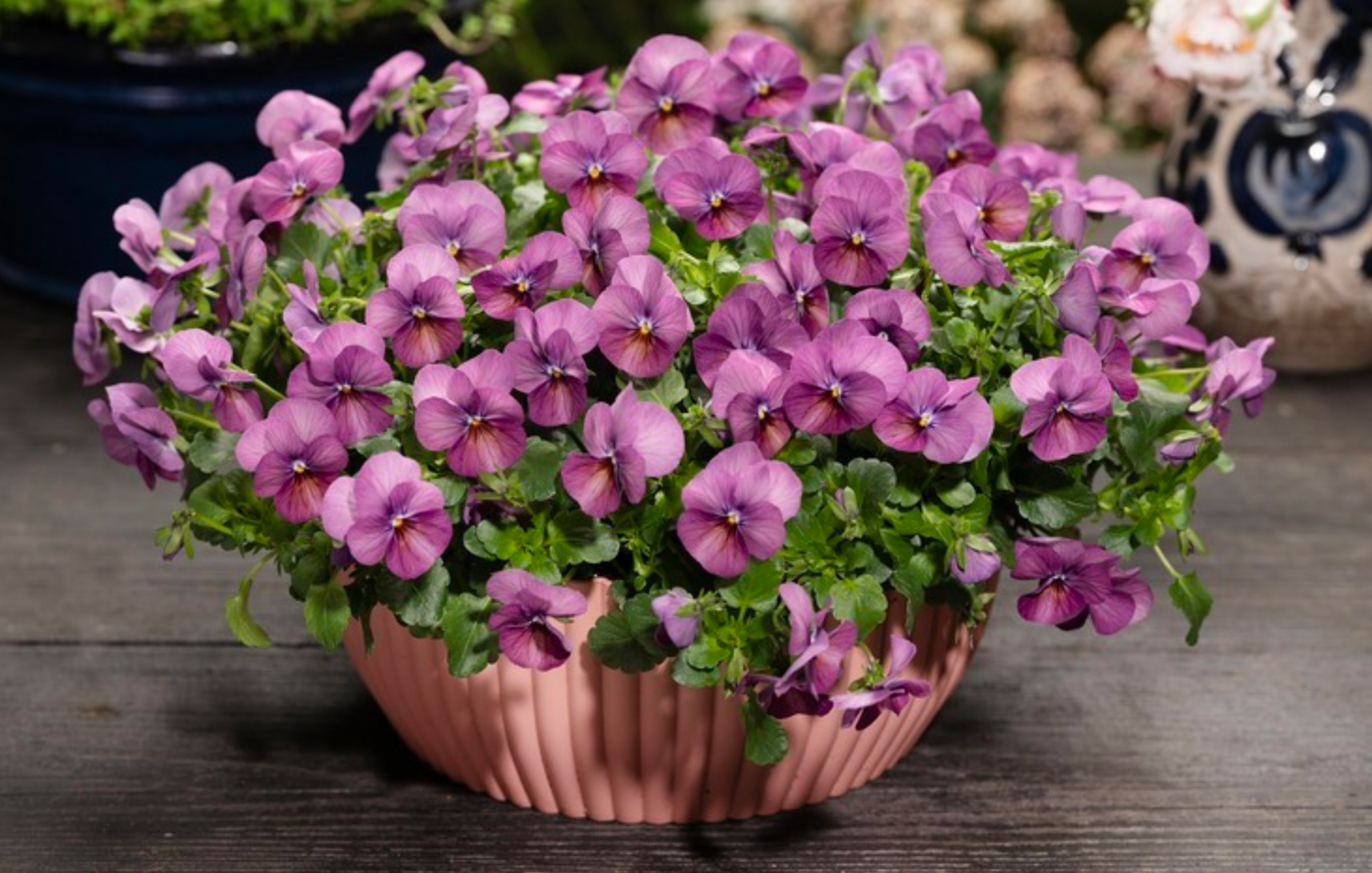 Viola - Floral Power Plum Antique
