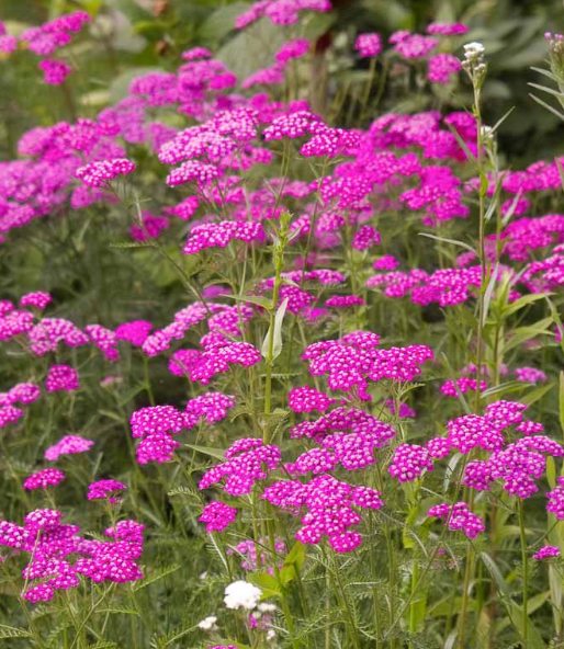 Yarrow -  Cerise Queen