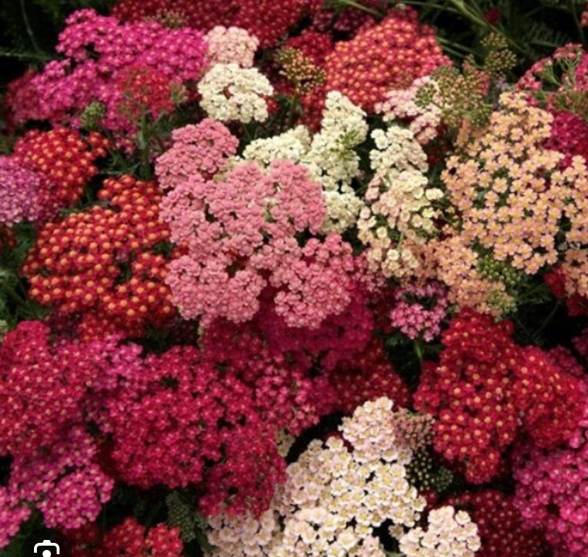Yarrow - Summer Berries