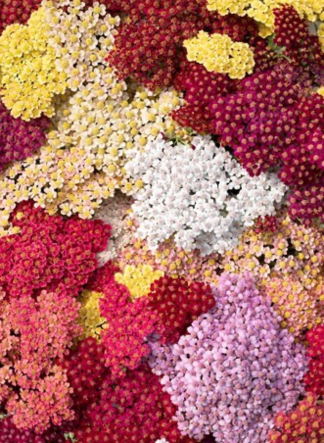 Yarrow - Flowerburst Fruitbowl