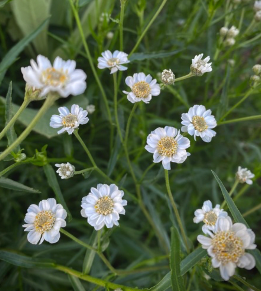 Yarrow - The Pearl