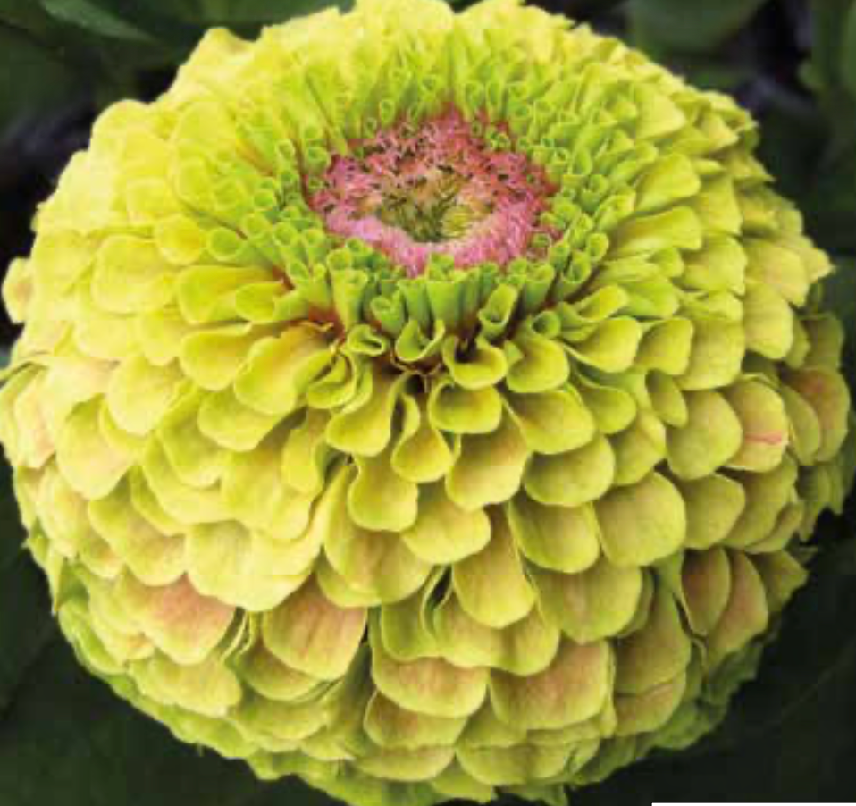 Zinnia - Queeny Lime with Blotch