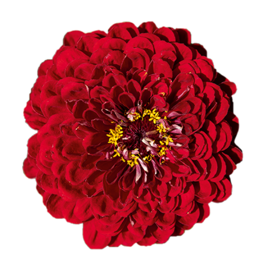 Zinnia - Benary's Giant Deep Red