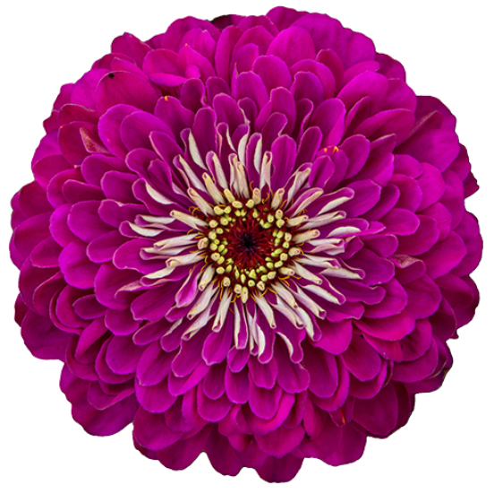 Zinnia - Benary's Giant Wine