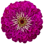 Zinnia - Benary's Giant Wine