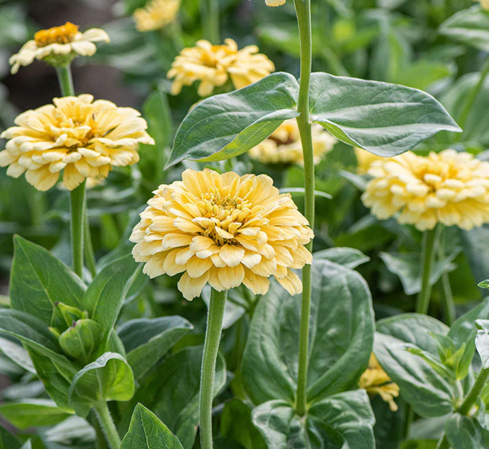 Zinnia - Isabellina