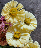 Zinnia - Isabellina