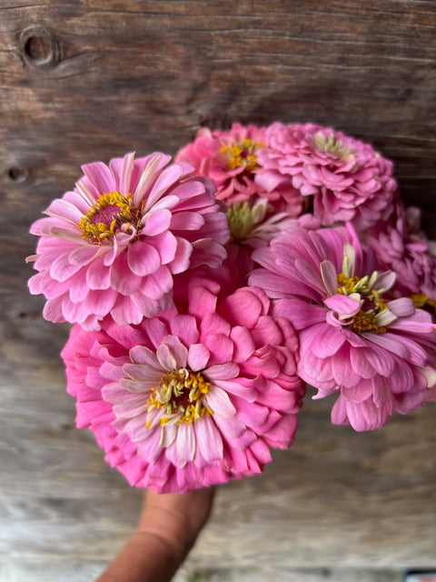 Zinnia - Benary's Giant Bright Pink