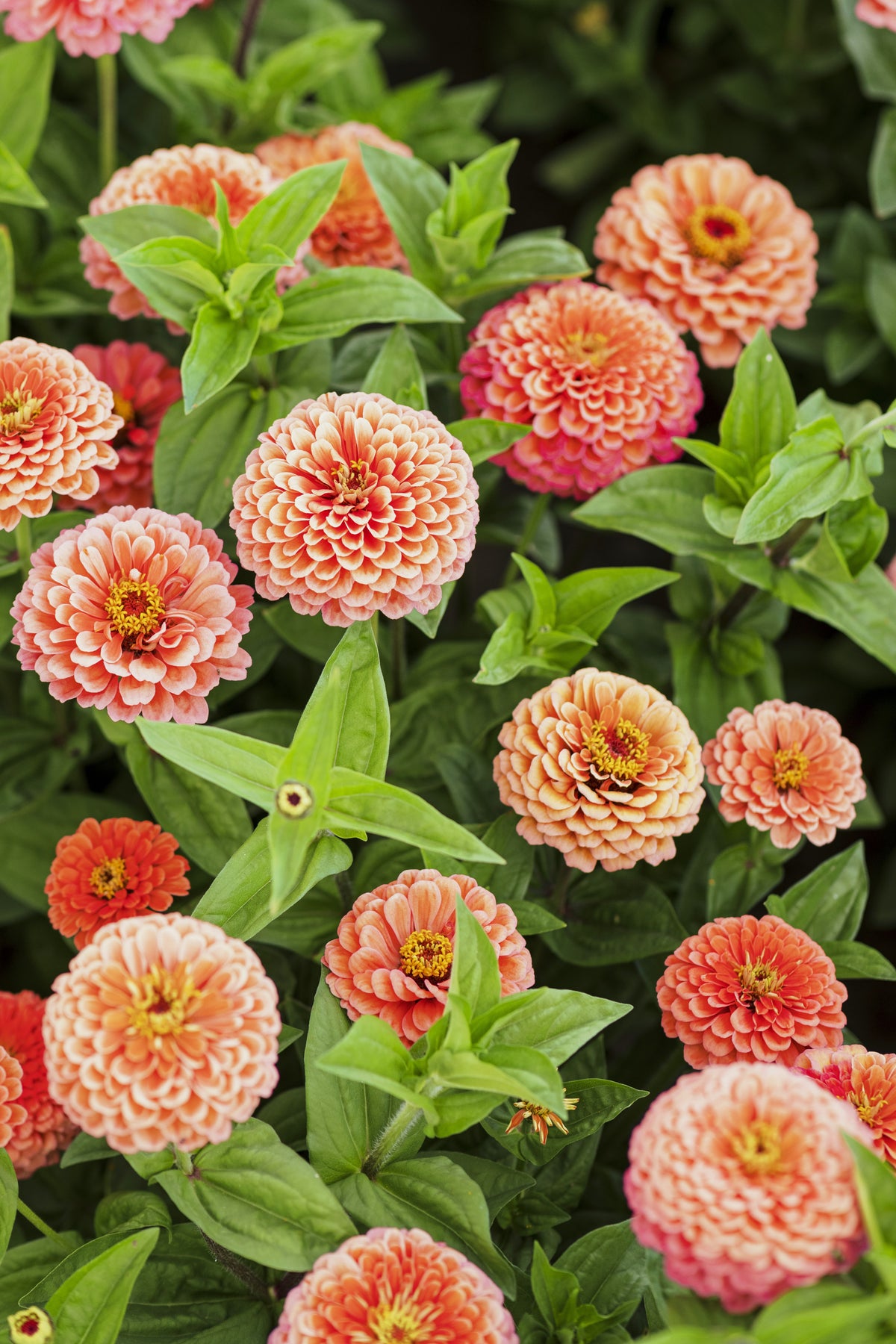 Zinnia - Super Yoga Salmon Rose