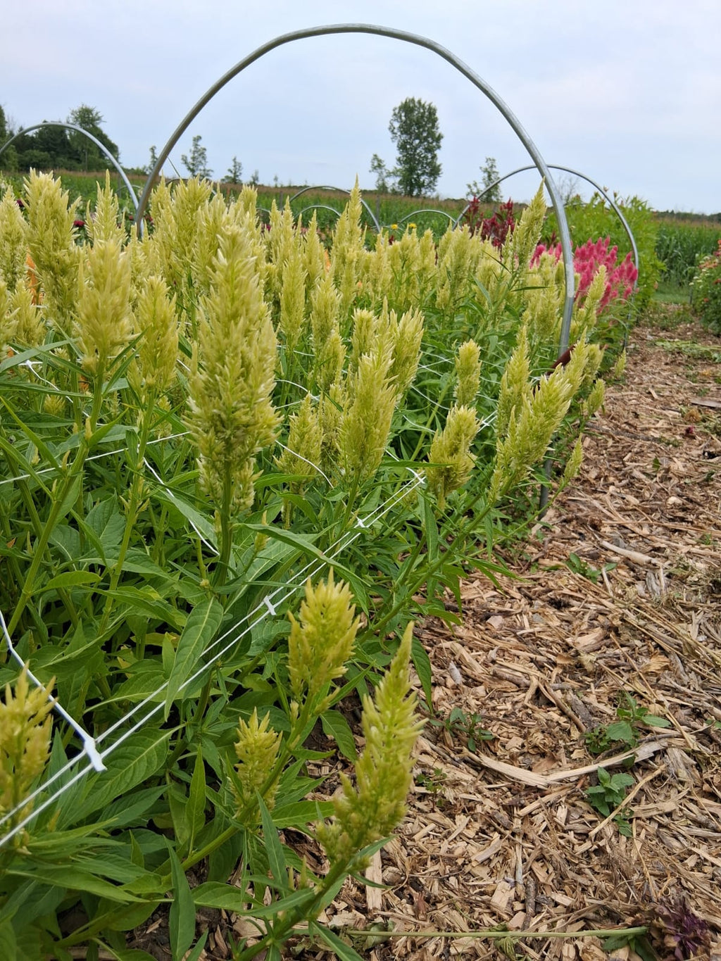 Celosia - Sunday Green