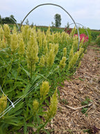 Celosia - Sunday Green